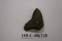 藏品(軟骨魚)的圖片